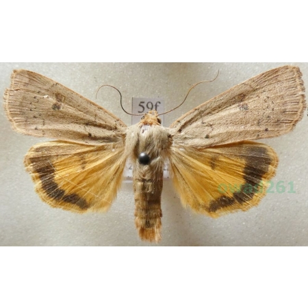 Noctua comes Hübner, 1813 Rolnica komes Czech59f